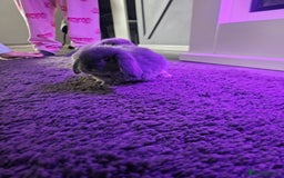 Mini Lop rabbits for sale: Baby min lops  - Image 6