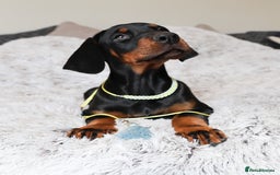 Dobermann dogs for sale: International Champion Pedigree -Cezarblue Kennel - Image 28