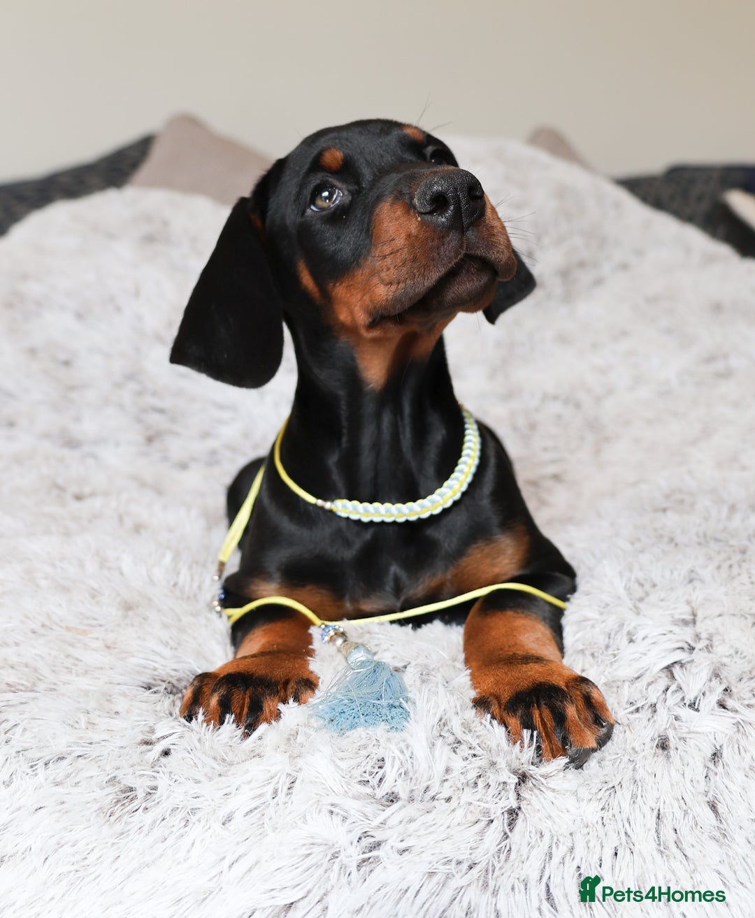 Dobermann dogs for sale: International Champion Pedigree -Cezarblue Kennel - Image 28