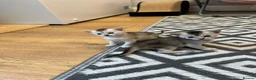 Abyssinian cats for sale: Silver Abyssinian kittens  - Advert 30