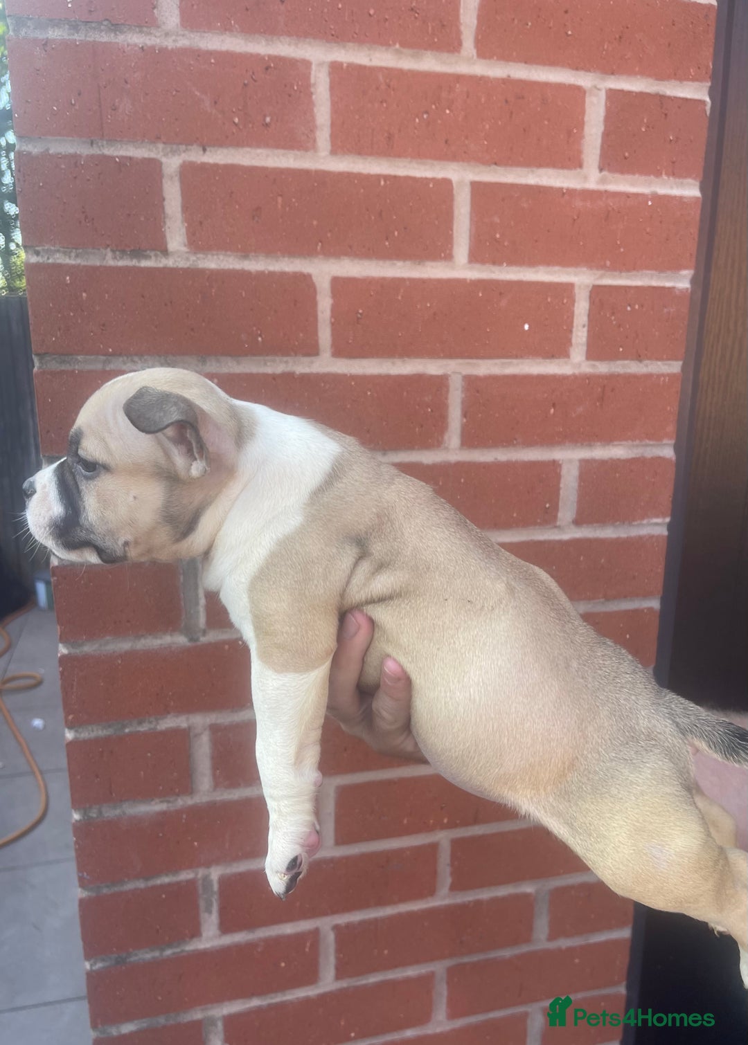 American Bully dogs for sale: ABKC pocket bullys - Image 6