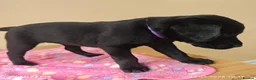 Labrador Retriever dogs for sale: Exceptional Home Raised Labrador Puppies in Nottingham - Advert 11