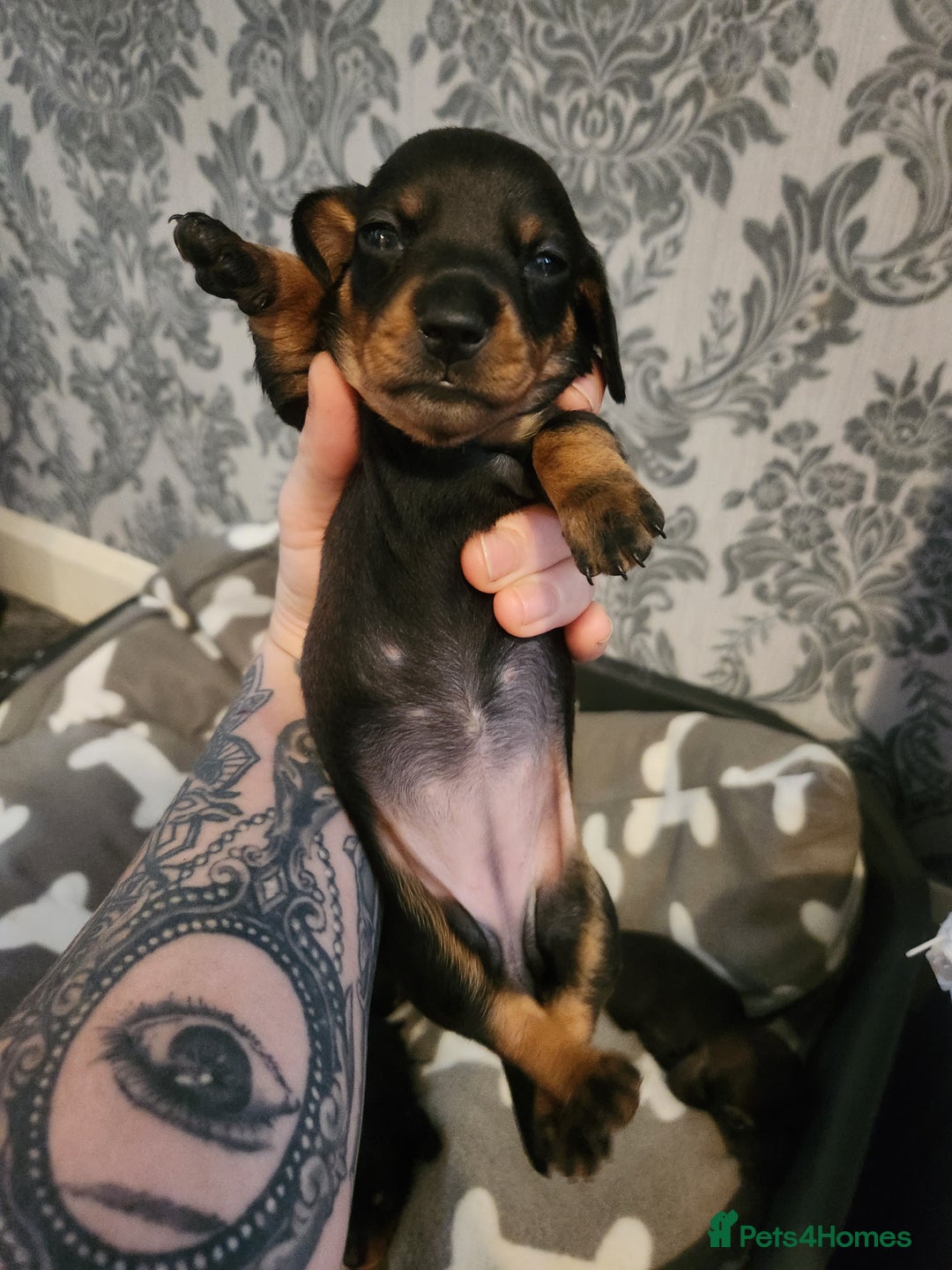 Miniature Dachshund dogs for sale: Full Miniature Dacshund Boy Puppies - Image 1