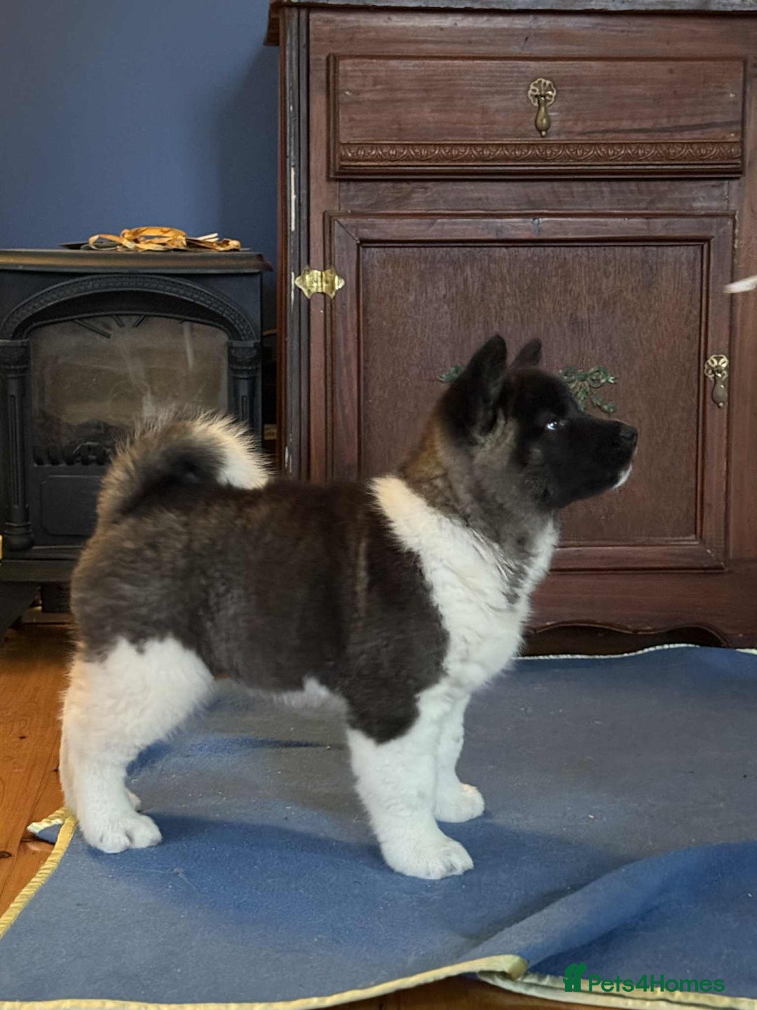 Akita dogs for sale: Adorable Pure-Bred Akita Puppies - Advert 9