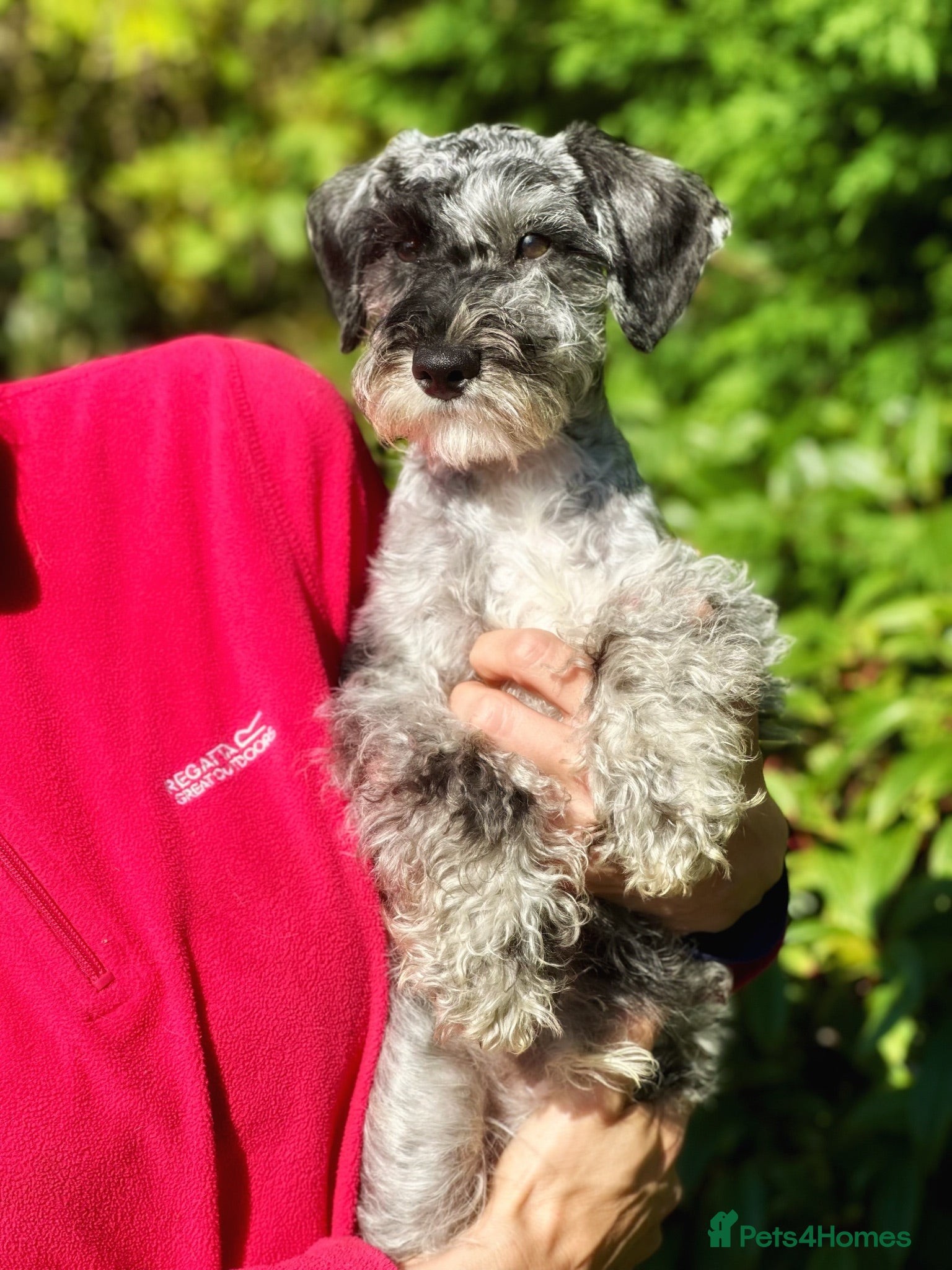 Schnoodle dogs One Exceptional Merle Boy Available  - Advert 2