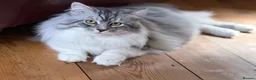 Siberian cats for sale: Hypoallergenic TICA pedigree Siberian kitten READY - Advert 8