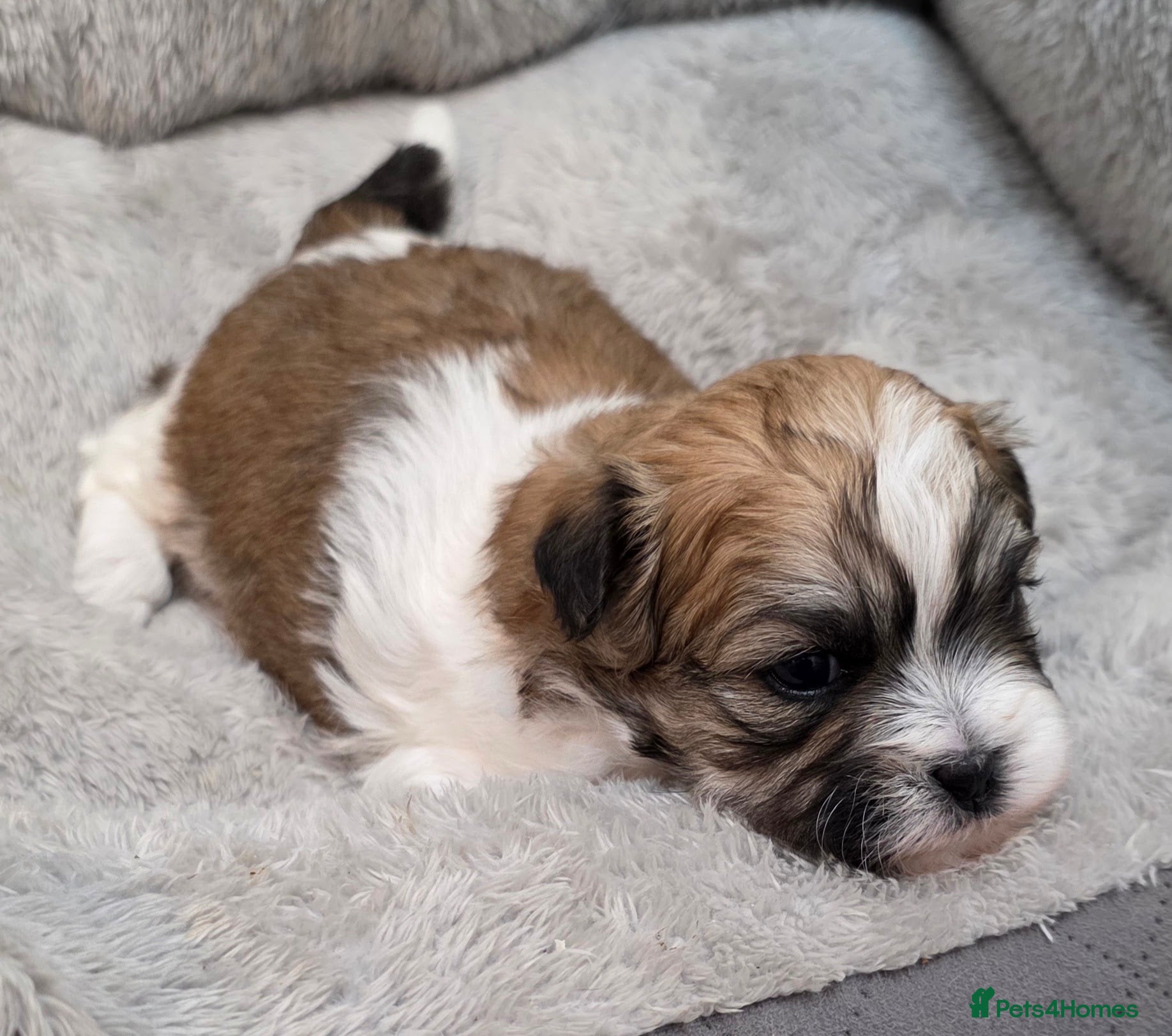 Zuchon dogs Gorgeous Shichon Puppies. Bichon Frise x Shih Tzu - Advert 2