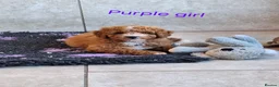 Cavapoochon dogs for sale: 🥰 Cavapoochons 🥰 - Advert 13