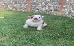 English Bulldog dogs for sale: Beautiful KC female puppy available  - Image 3