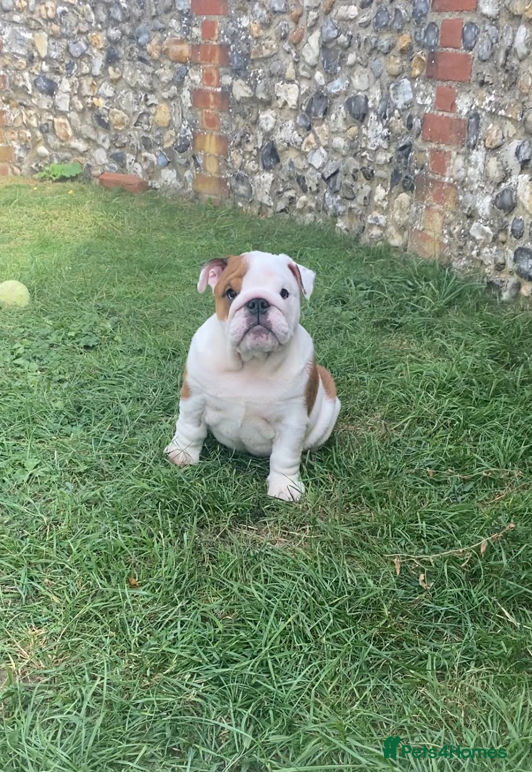 English Bulldog dogs for sale: Beautiful KC female puppy available  - Image 3