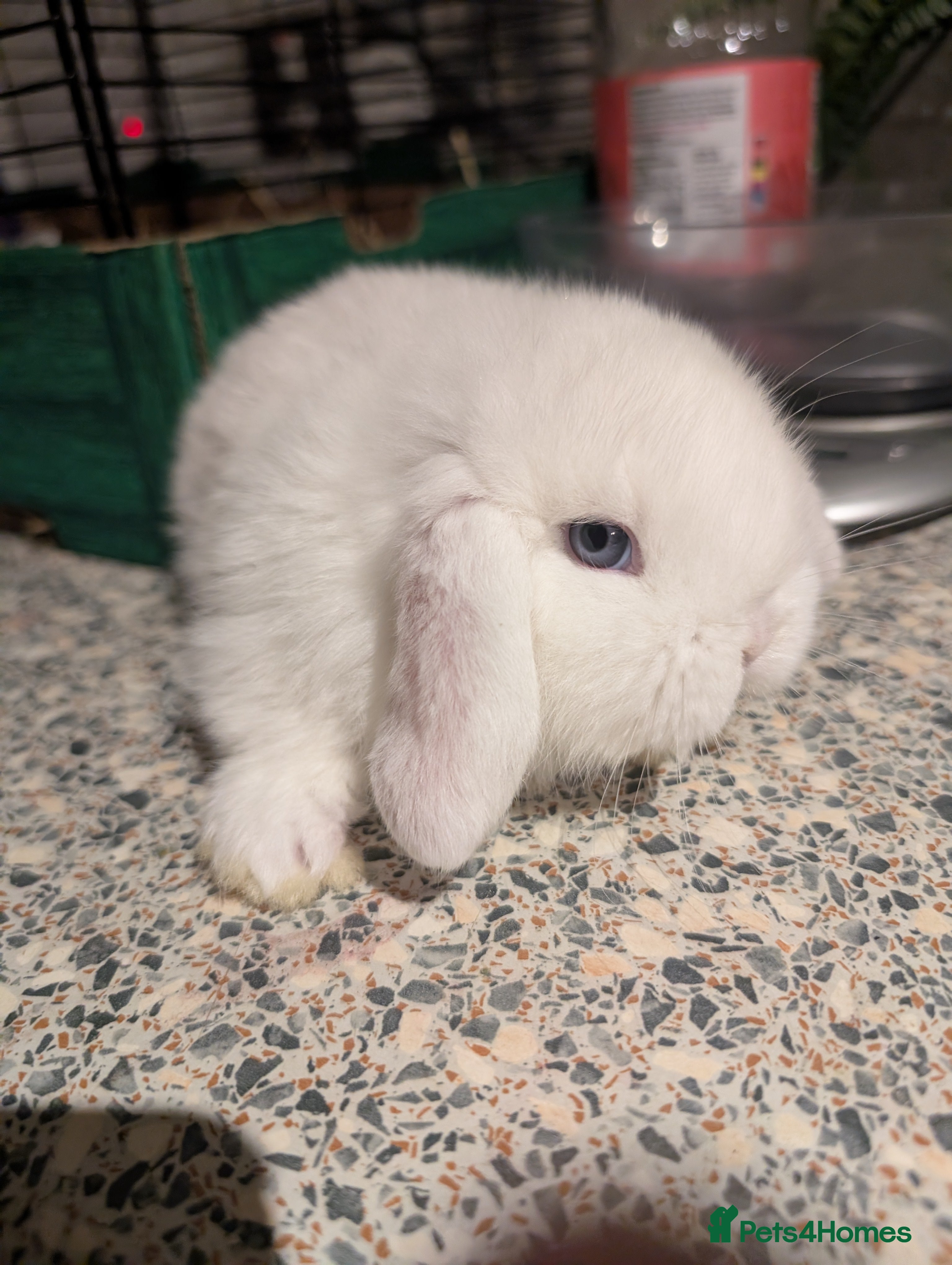 English Lop rabbits baby lop bunny in Hull - Advert 7