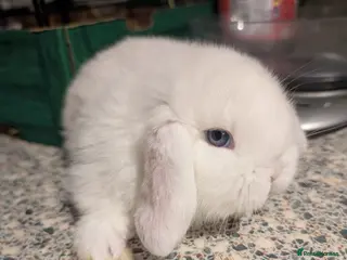 English Lop rabbits baby lop bunny in Hull - Advert 7