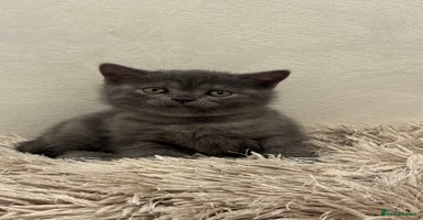 Scottish Fold cats - Advert 14