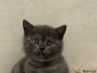 Scottish Fold cats - Advert 18