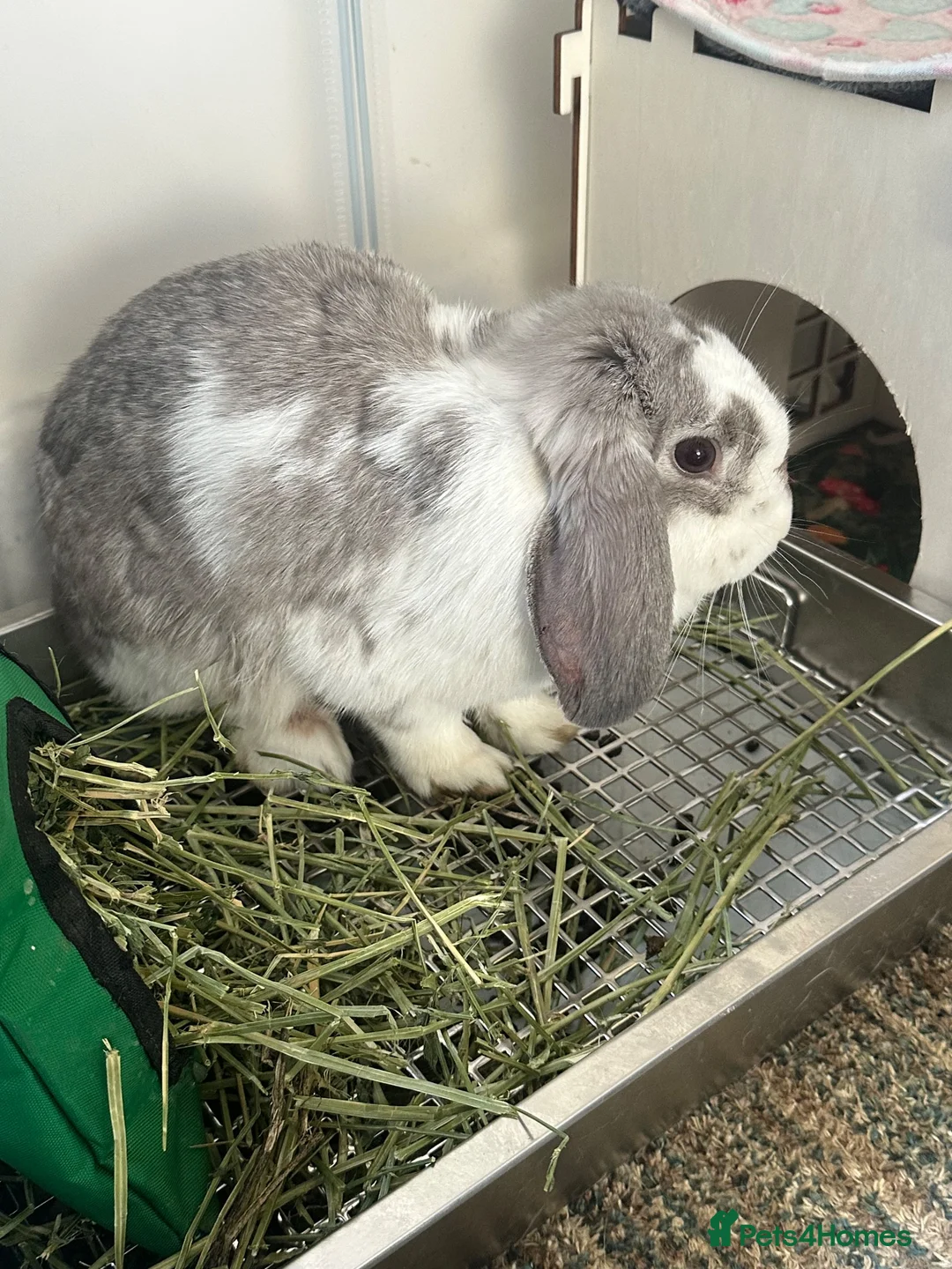 Mini Lop rabbits for sale: Mini Lop needing new home in Lytham Saint Annes - Advert 2
