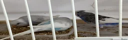 Budgerigars birds for sale: New baby budgies nice colours  - Advert 4