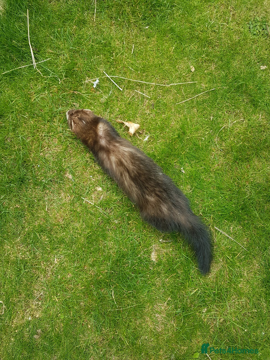 Ferret rodents for sale: Hob ferrets x2 and cage  - Image 3