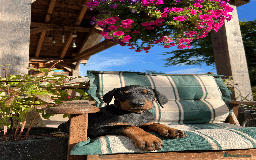 Dobermann dogs for sale: Ready now, Outstanding KC Reg Dobermann puppies - Image 7