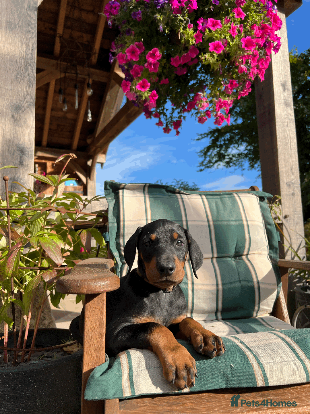 Dobermann dogs for sale: Ready now, Outstanding KC Reg Dobermann puppies - Image 7