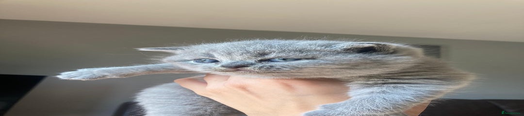 British Shorthair Kitten 1 🩵 Blue