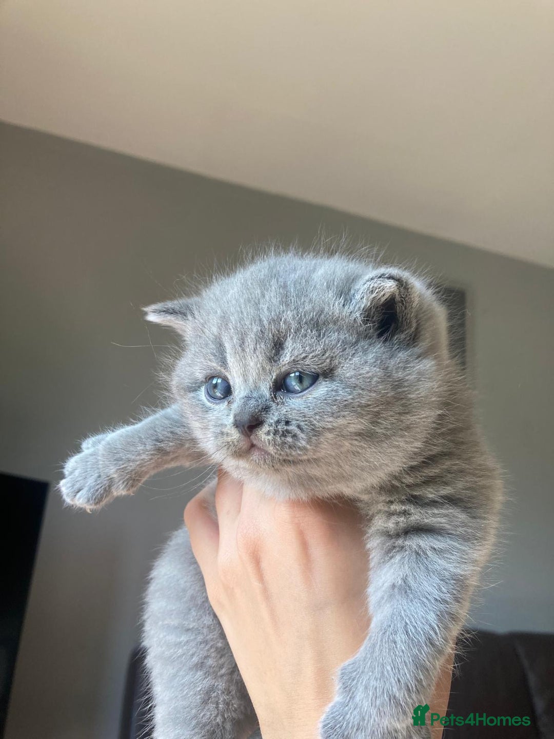 British Shorthair cats for sale: 🌟GCCF Registered Kittens, Ready 21st August🌟 in Abergavenny - Image 6