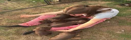 Sprocker dogs for sale: Sprocker boy available  - Advert 6