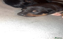 Mixed Breed dogs for sale: Beautiful Huntaway x Collie pups  - Image 19