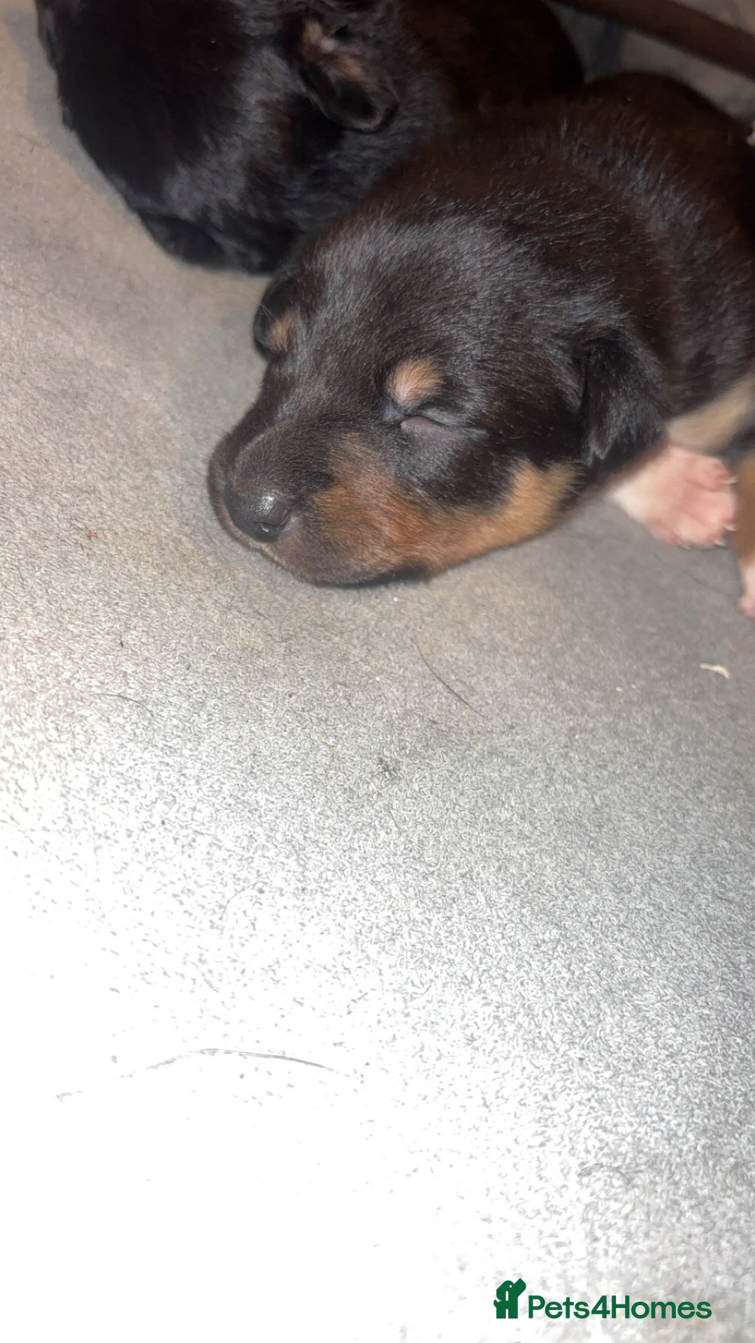 Mixed Breed dogs for sale: Beautiful Huntaway x Collie pups  - Image 19