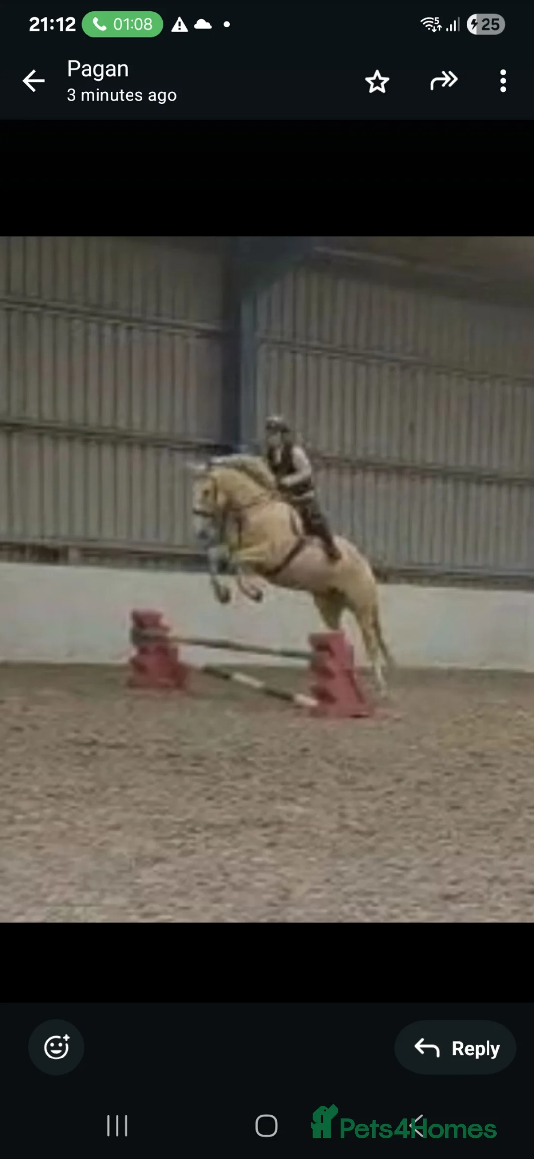 Polish Warmblood horses for sale: Stunning 16.3 palamino warmblood in Doncaster - Advert 11