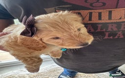 Mixed Breed dogs for sale: Beautiful Sproodle puppies stunning  - Image 32