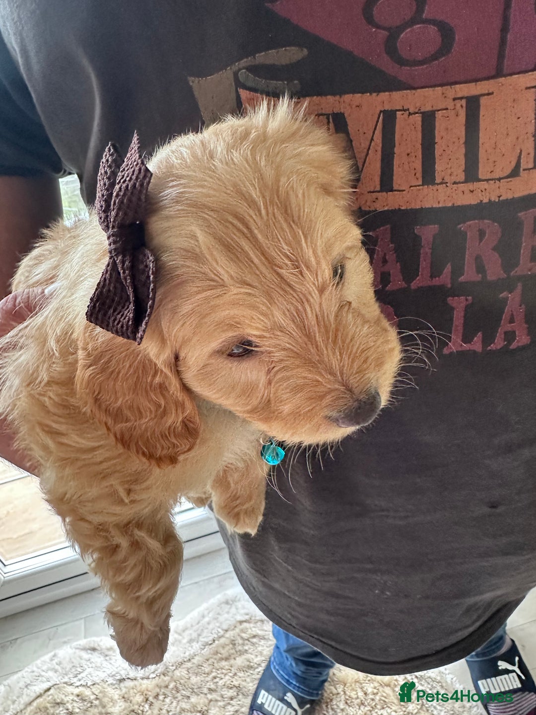 Mixed Breed dogs for sale: Beautiful Sproodle puppies stunning  - Image 32