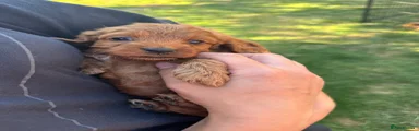 Cockapoo 1