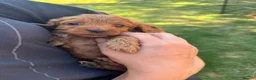 Cockapoo dogs for sale: Beautiful litter of Cockapoo Puppys 6 Girls  - Advert 4