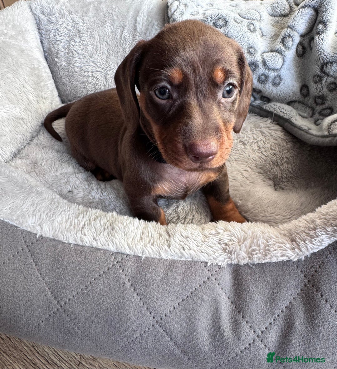 Dachshund dogs for sale: Dachshund Miniature  - Image 30