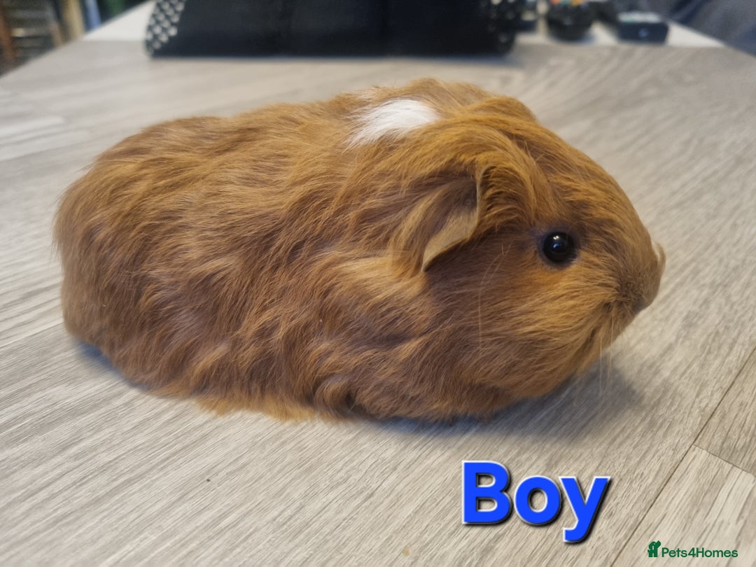 Guinea Pig rodents for sale: Guinea pigs for sale £25 each  - Advert 7