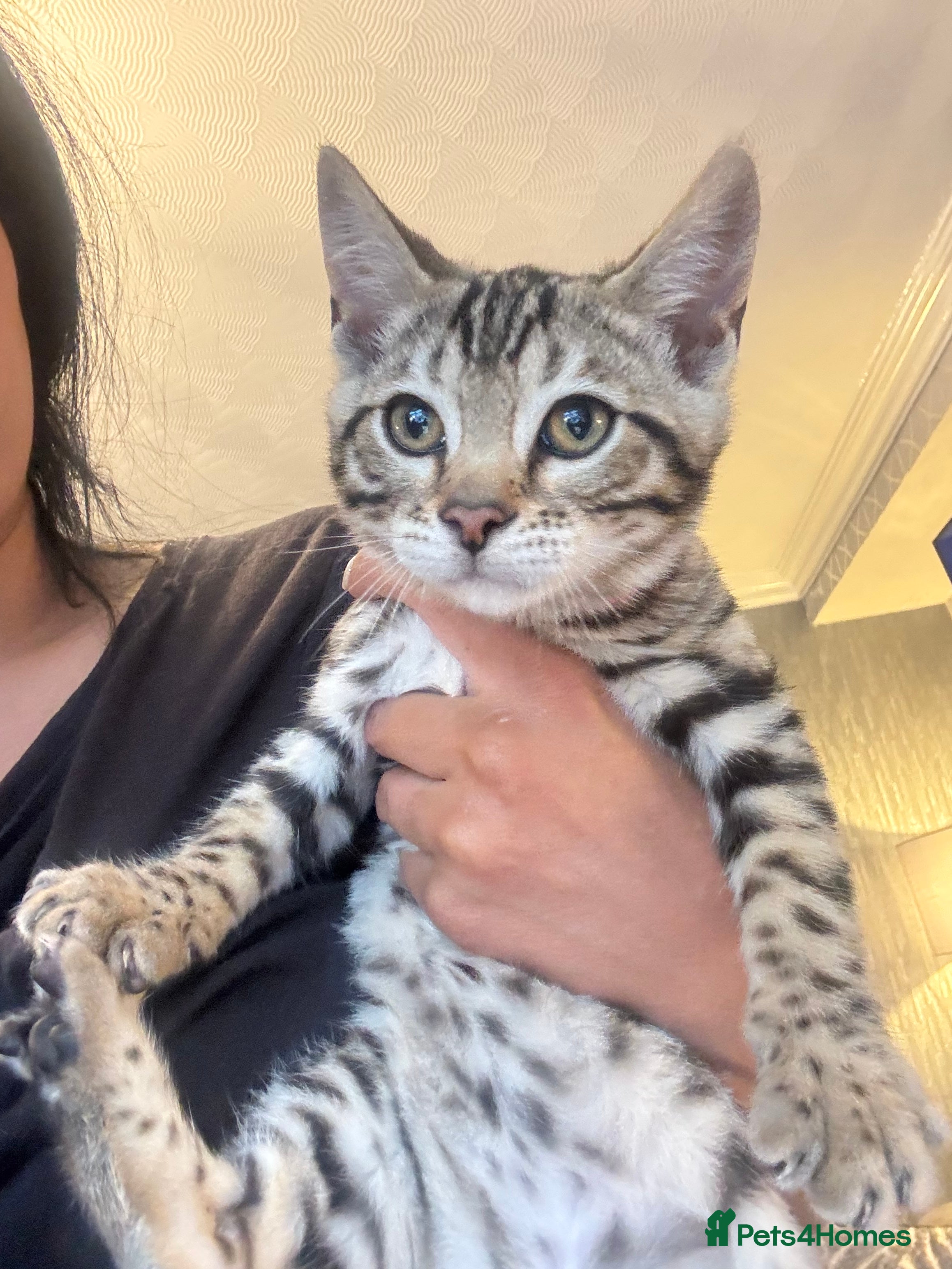 Bengal cats ⭐️ Ready now- STUNNING TICA REG ⭐️FEMALE BENGAL⭐️ - Advert 2
