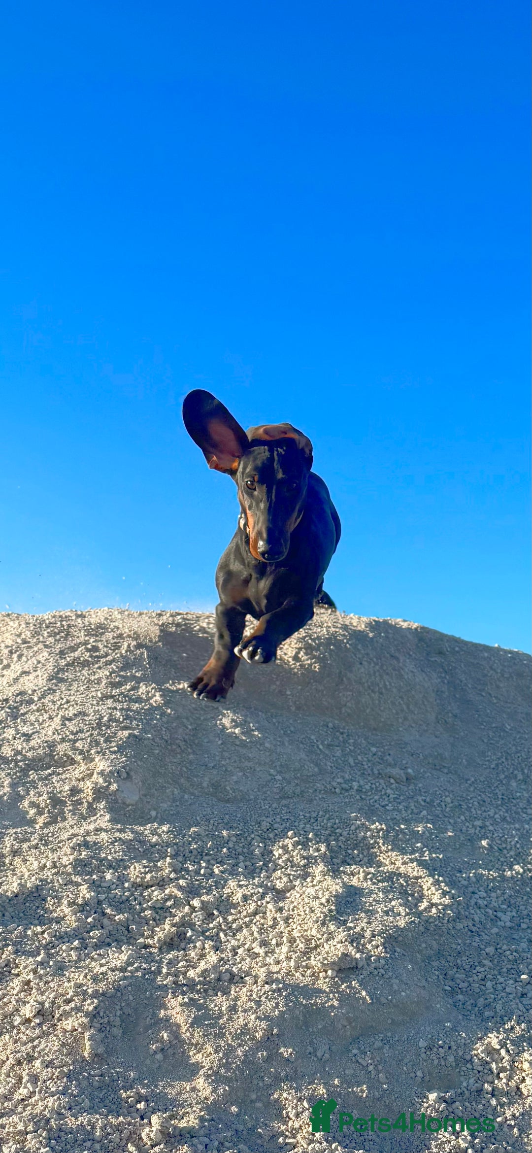 Dachshund dogs for stud: KC Reg. Crufts Qual. Standard Dachshund at Stud - Image 7