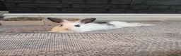 Dutch rabbits for sale: 1 Dutch + 1 rex rabbit in Bootle - Advert 3