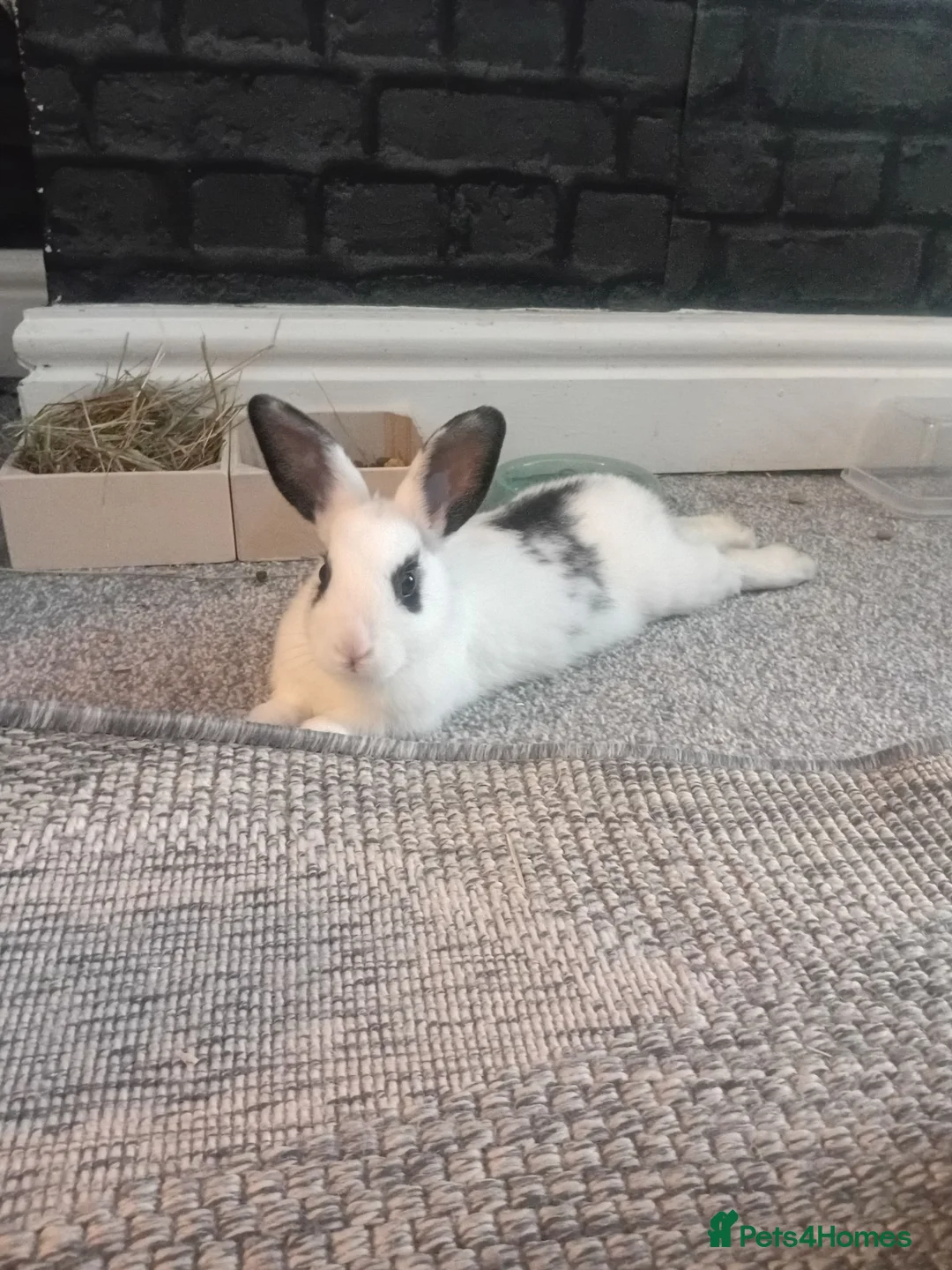 Dutch rabbits for sale: 1 Dutch + 1 rex rabbit in Bootle - Advert 3
