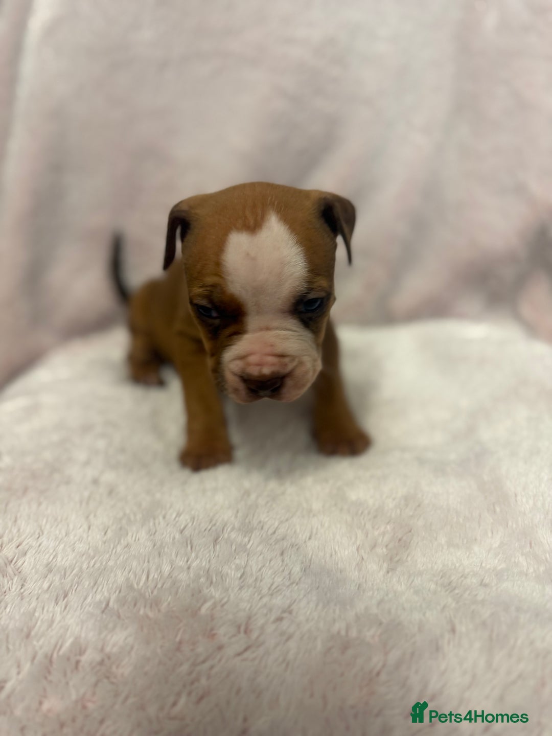 Mixed Breed dogs for sale: Cane Corso mixed  - Advert 3