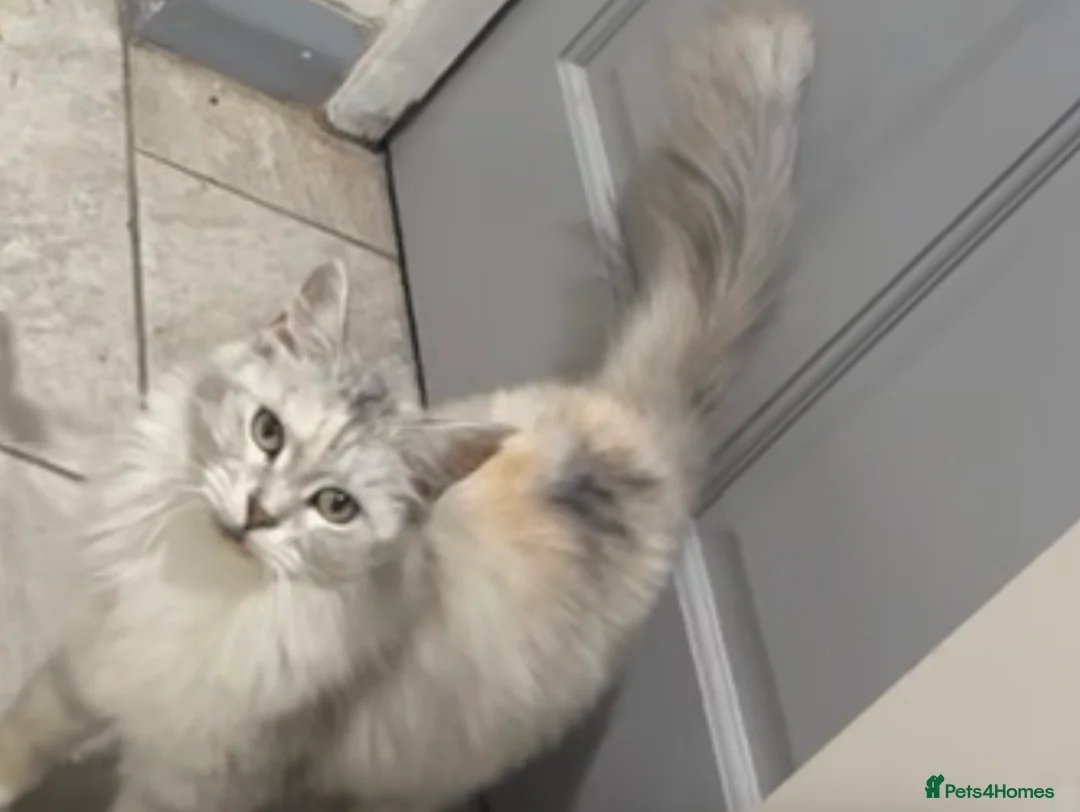 Maine Coon cats for sale: Beautiful Maine coon Kittens 4 left - Advert 1