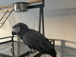 Parrots birds African Grey PARROT - Advert 1