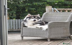 Siberian Husky dogs for sale: Beautiful Siberian Husky's - Image 8