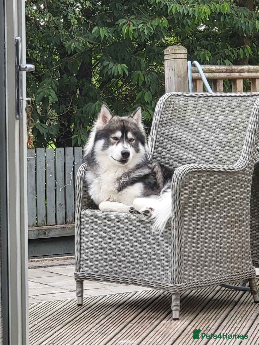 Siberian Husky dogs for sale: Beautiful Siberian Husky's - Image 8