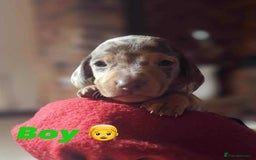 Miniature Dachshund dogs for sale: KC Mini Dachshund Dapple Girls & Boys and Tan Boy - Image 25