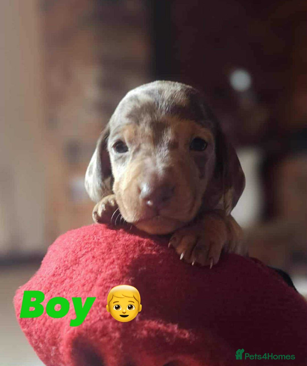Miniature Dachshund dogs for sale: KC Mini Dachshund Dapple Girls & Boys and Tan Boy - Image 25