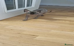 Sphynx cats for sale: Canadian sphynx - Image 2