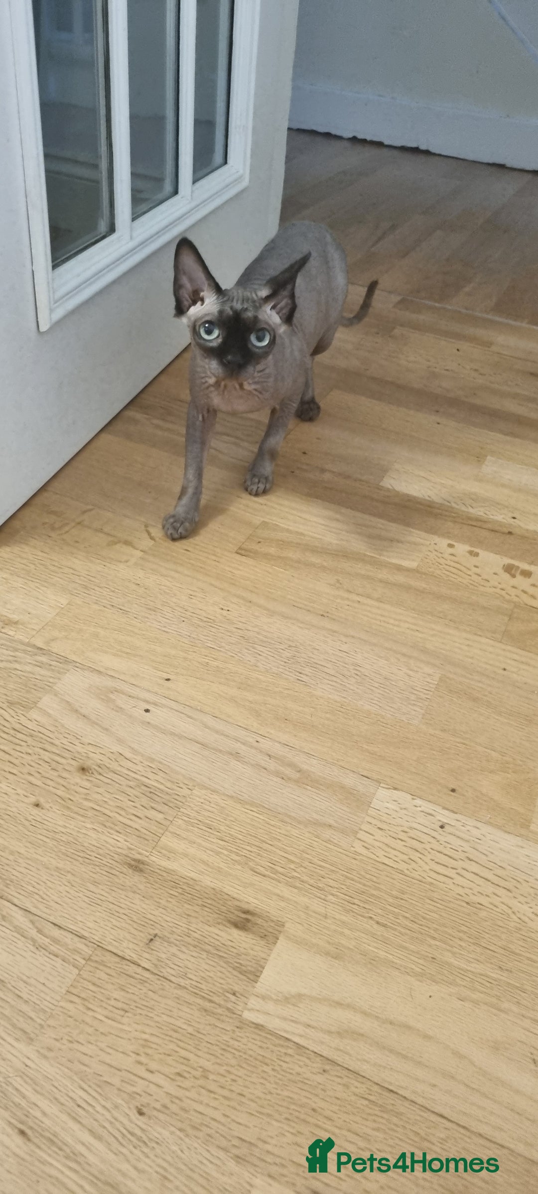 Sphynx cats for sale: Canadian sphynx - Image 2