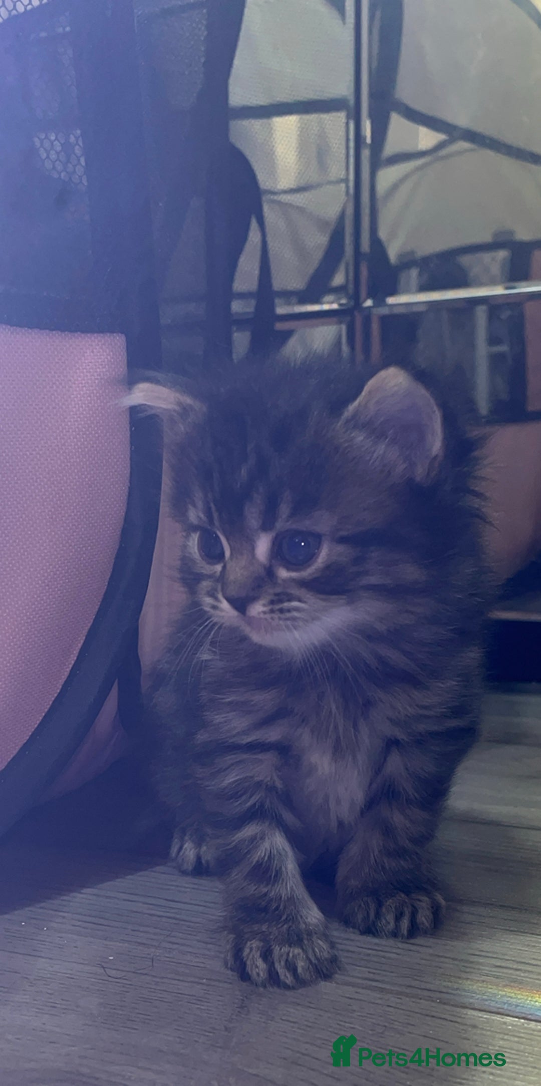 British Shorthair cats for sale: British shorthair, Russian blue and Persian mix   - Image 16