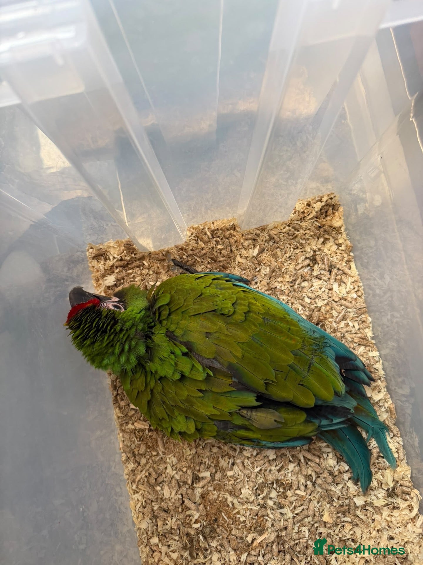 Conures birds Selling handreared baby military macaws  - Advert 1